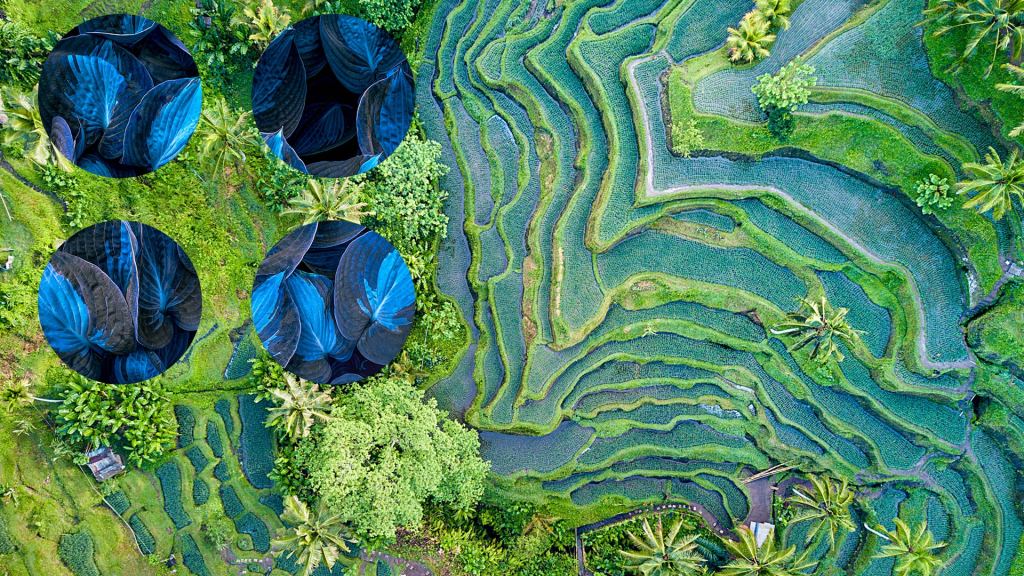 A collage of Indonesian farm land.